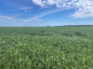 Campo de 86 has agrícolas en Baradero u$s 13.000.-