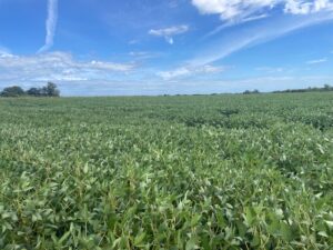 113 has agrícolas sin desperdicios en San Pedro u$s 12.000.-