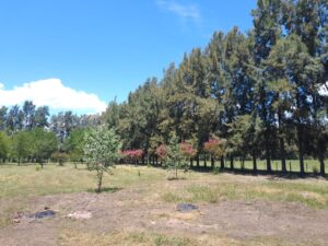 Campo de 5 has. con casa, luz, agua y hermoso parque u$s 160.000