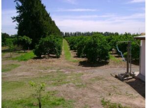 Campo de 36 has con importantes mejoras y excelente ubicación